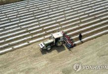 캐나다 기업옴부즈맨, ‘위구르 강제노동 연관’ 게스 조사